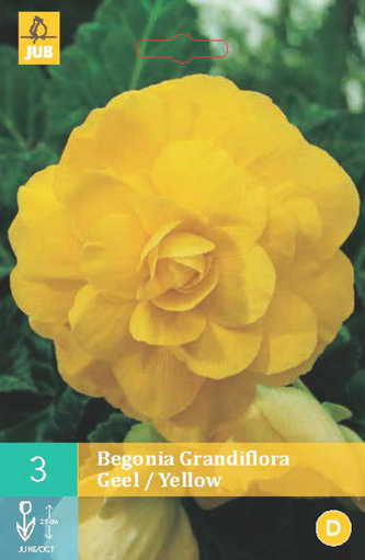 Karta - Begónie GRANDIFLORA YELLOW (3 cibule) "C"