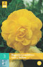 Karta - Begónie GRANDIFLORA YELLOW (3 cibule) "C"