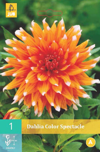 Karta - Jiřina COLOR SPECTACLE (1 hlíza) "B"