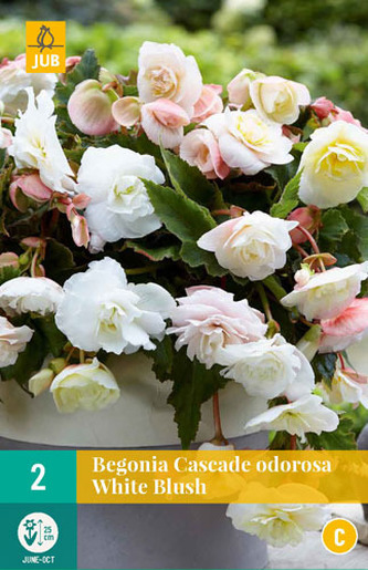 Karta - Begónie CASCADE ODOROSA WHITE BLUSH (2 cibule) "C"