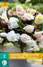 Karta - Begónie CASCADE ODOROSA WHITE BLUSH (2 cibule) "C"
