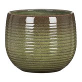 Obal 744 Wild Jungle 21