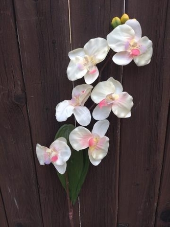 Orchidea bílo růžová