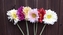 Gerbera
