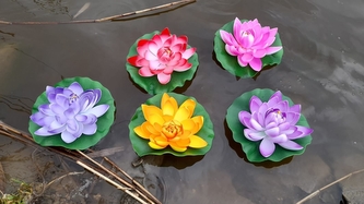 Leknín plovoucí velký