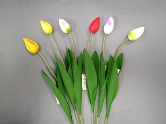 Tulipán poupě