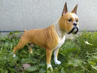 Boxer polyston