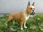 Boxer polyston
