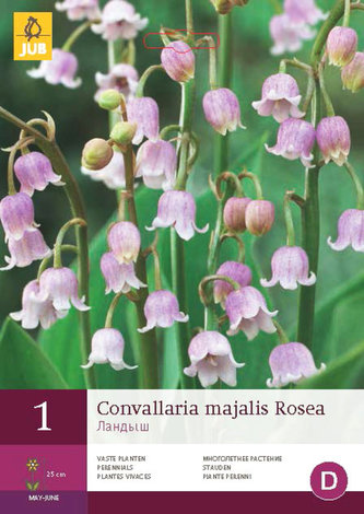 Karta - Konvalinka vonná MAJALIS ROSEA (1 hlíza) "B"