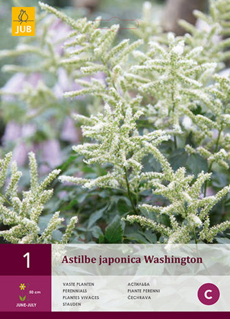 Karta - Astilbe JAPONICA WASHINGTON  (1 cibule) "B"