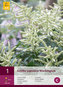 Karta - Astilbe JAPONICA WASHINGTON  (1 cibule) "B"