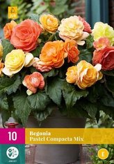 Karta XXL - Begónie  PASTEL COMPACTA MIX (10 cibulÍ) "E"
