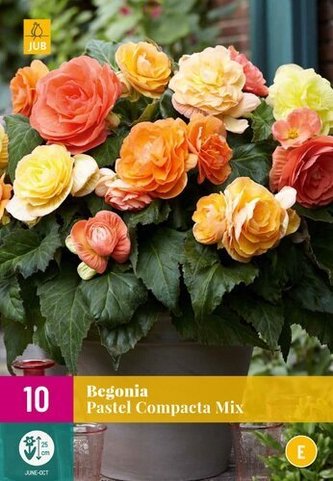 Karta XXL - Begónie  PASTEL COMPACTA MIX (10 cibulÍ) "E"