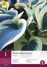 Karta - Bohyška/Hosta BLUE IVORY (1 hlíza) "C"