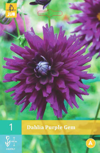 Karta - Jiřina PURPLE GEM (1 hlíza) "B"
