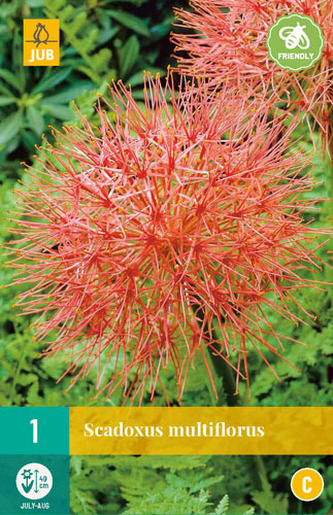 Karta - Krvokvět SCADOXUS MULTIFLORUS (1 cibule) "C"