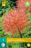 Karta - Krvokvět SCADOXUS MULTIFLORUS (1 cibule) "C"