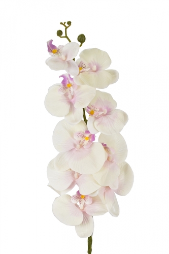 Orchidej Phalaenopsis 105 cm světle růžová