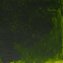 Olejová barva W&N Alkyd 37ml – 503 Permanent Sap Green
