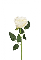 Růže bílá 50 cm