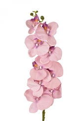 Orchidej Phalaenopsis 105 cm růžová