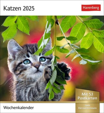 Katzen Postkartenkalender 2025 - Wochenkalender mit 53 Postkarten