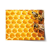 Plakát Včely: 60x40 cm