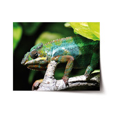 Plakát Chameleon: 60x40 cm