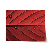 Plakát Červený list: 60x40 cm
