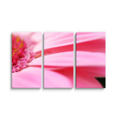 Obraz - 3-dílný Růžová gerbera: 120x80 cm