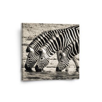 Obraz Zebry u vody: 50x50 cm Obraz Zebry u vody: 50x50 cm