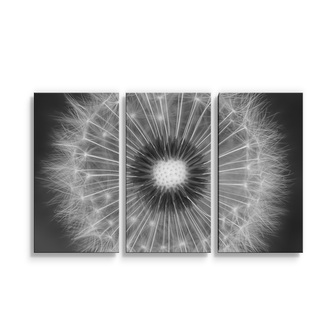 Obraz - 3-dílný Černobílá pampeliška: 120x80 cm