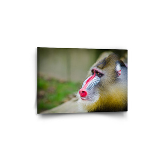 Obraz Mandril: 60x40 cm