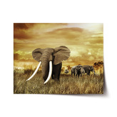 Plakát Slon Africký: 90x60 cm
