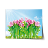 Plakát Růžové tulipány: 120x80 cm