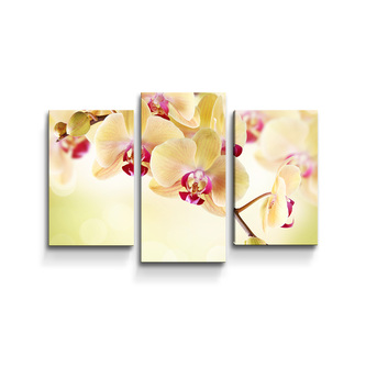 Obraz - 3-dílný Orchidej 2: 75x50 cm