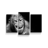 Obraz - 3-dílný Orangutan: 75x50 cm