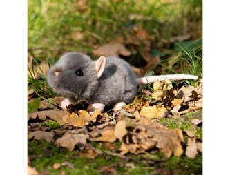 Szczurek Szczurek
