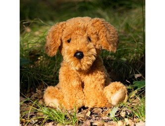 Pies Cockapoo Pies Cockapoo