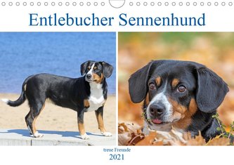 Entlebucher Sennenhund - treue Freunde (Wandkalender 2021 DIN A4 quer)