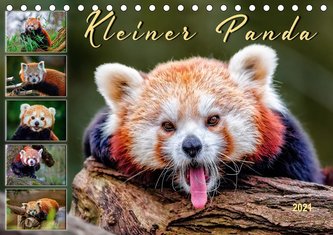 Kleiner Panda (Tischkalender 2021 DIN A5 quer)