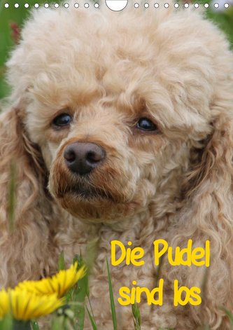 Die Pudel sind los (Wandkalender 2021 DIN A4 hoch)