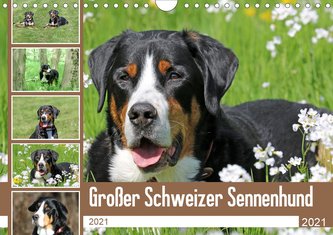Großer Schweizer Sennenhund (Wandkalender 2021 DIN A4 quer)