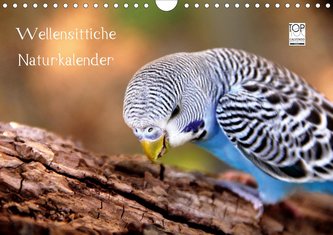 Wellensittiche - Naturkalender (Wandkalender 2021 DIN A4 quer)
