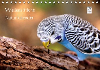 Wellensittiche - Naturkalender (Tischkalender 2021 DIN A5 quer)