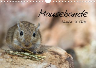 Mausebande (Wandkalender 2021 DIN A4 quer)