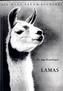 Lamas