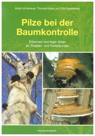 Pilze bei der Baumkontrolle