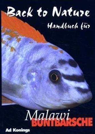 Malawi Buntbarsche