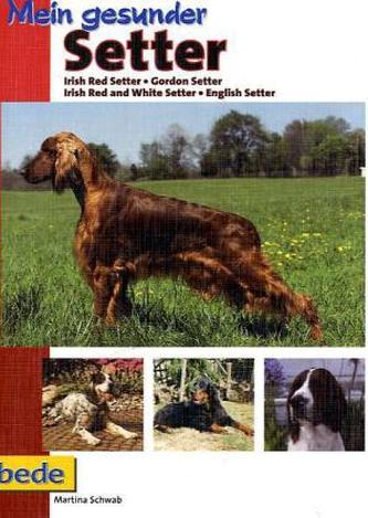 Mein gesunder Setter